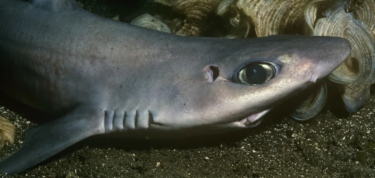 Rekiny w Bałtyku? Tak, ale to nie te, których się boisz!