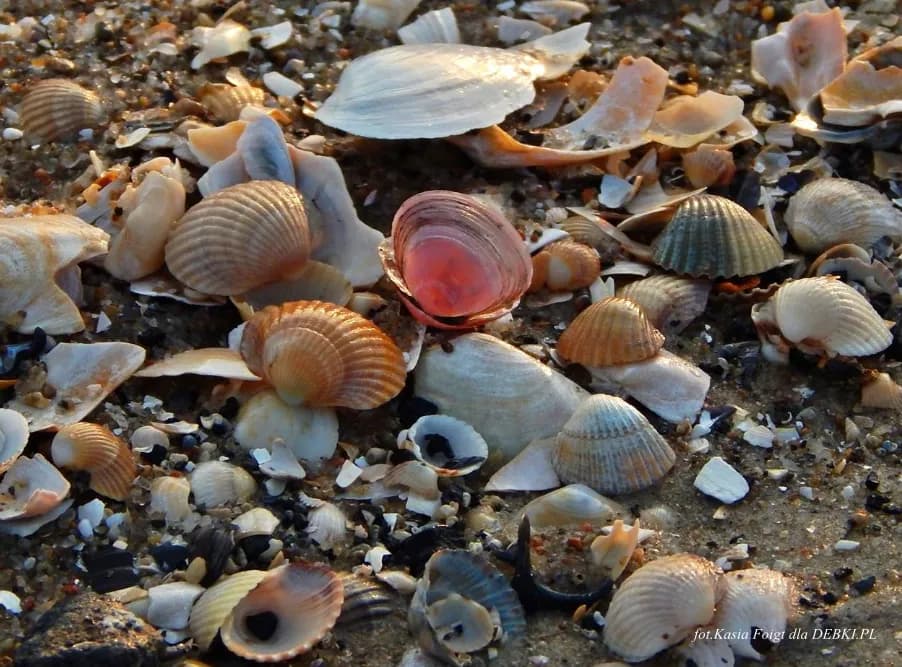 Gdzie zbierać muszle nad Bałtykiem? Poradnik łowcy skarbów