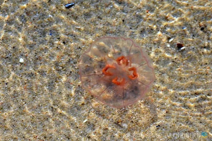 Meduzy w Bałtyku: parzą? Co musisz wiedzieć przed kąpielą!