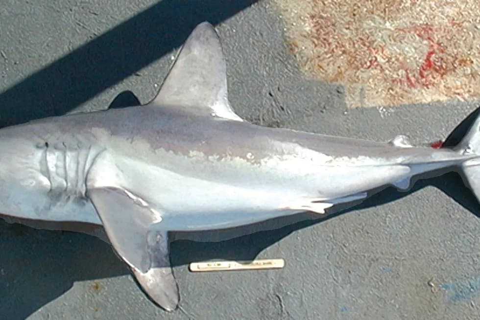 Rekiny w Bałtyku: Czy są groźne? Poznaj fakty i rozwiej obawy