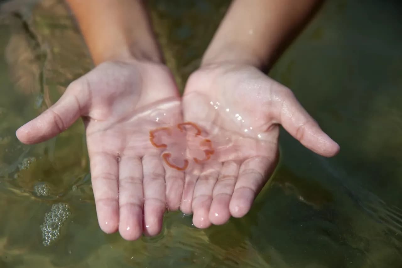 Meduzy w Bałtyku: Jak rozpoznać i co robić po poparzeniu?