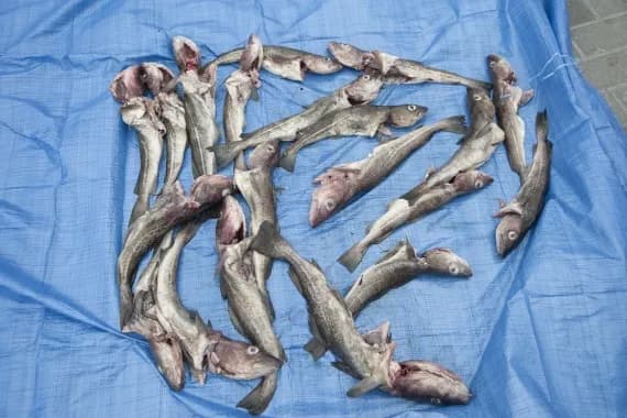 Czy można łowić dorsza w Bałtyku? Kompletny przewodnik dla wędkarzy